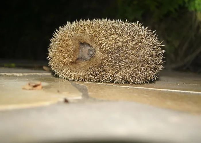 Acquario * Torre delle Stelle